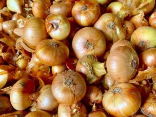 Flat onion, own cultivation 2025
