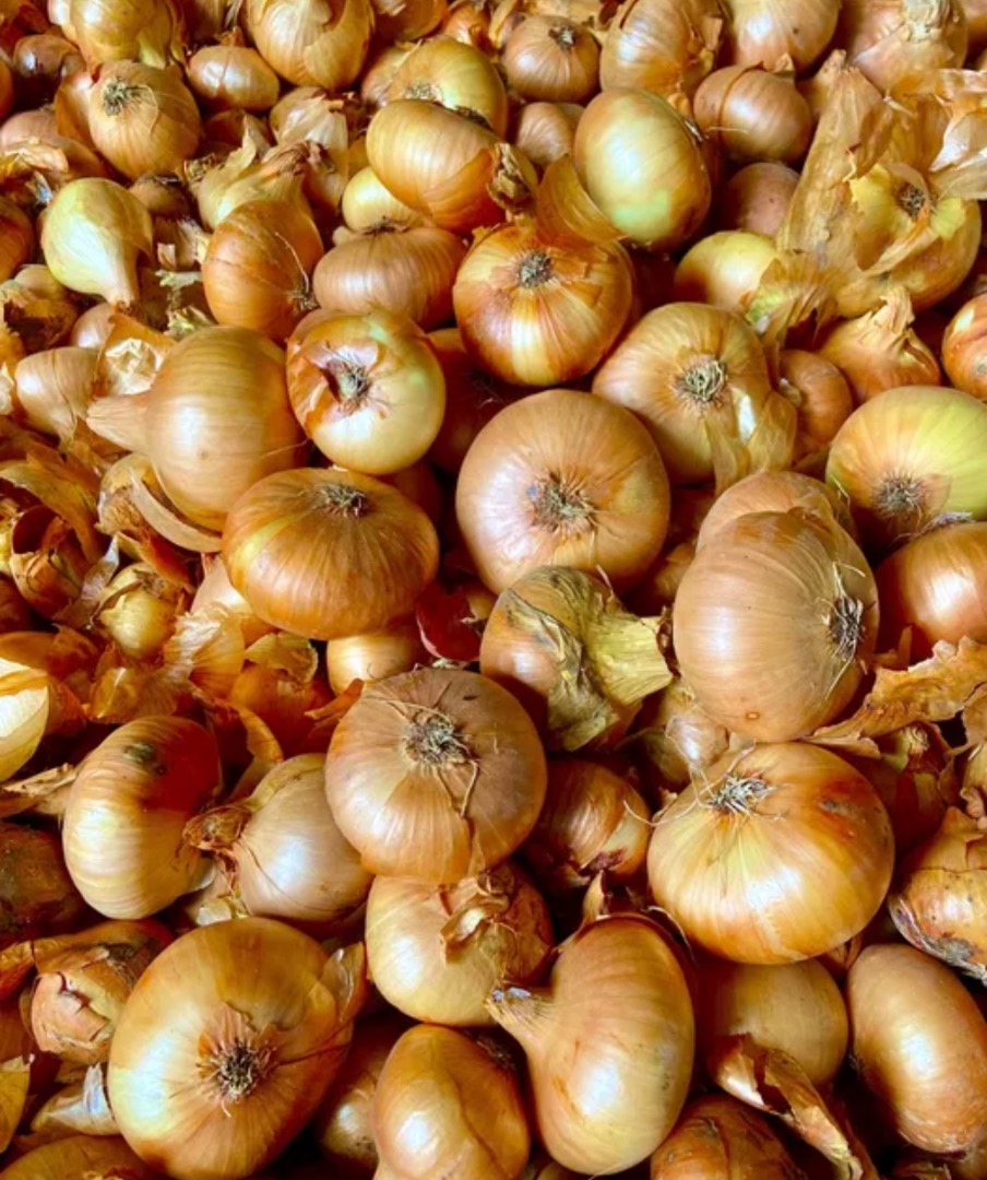 Flat onion, own cultivation 2025