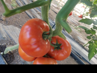 I sell fresh, tasty tomatoes from the sun, picked