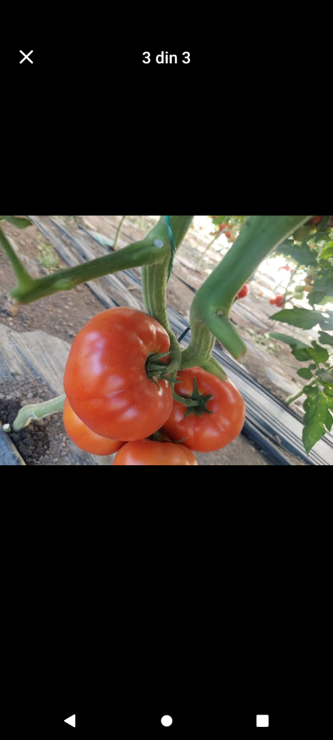 I sell fresh, tasty tomatoes from the sun, picked to order from my own yard, 9 lei per kg in Viziru commune, Brăila county