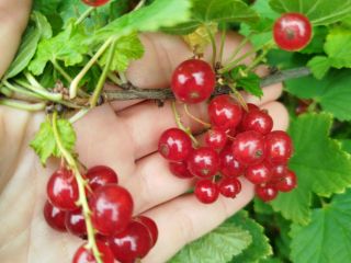I am selling Jonker van tes red currants, for
