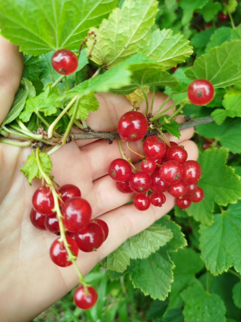 I am selling Jonker van tes red currants, for pressing and freezing, tests have been performed