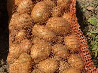 Producer offers for sale white POTATOES in large quantities.