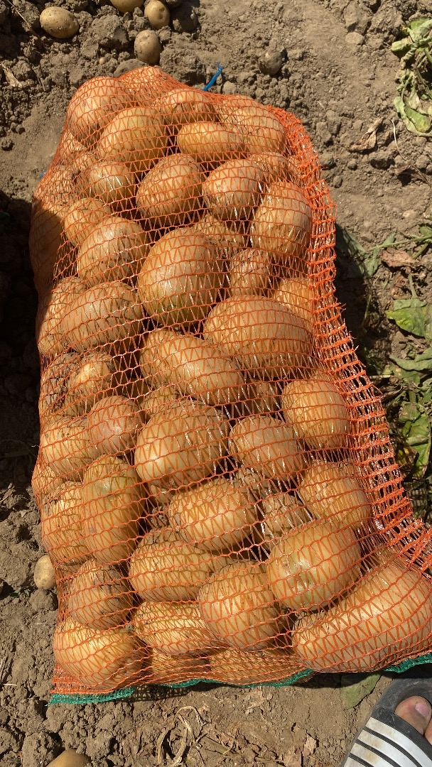 Producer offers for sale white POTATOES in large quantities