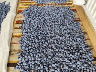 Hello, I have blueberries for sale from my own
