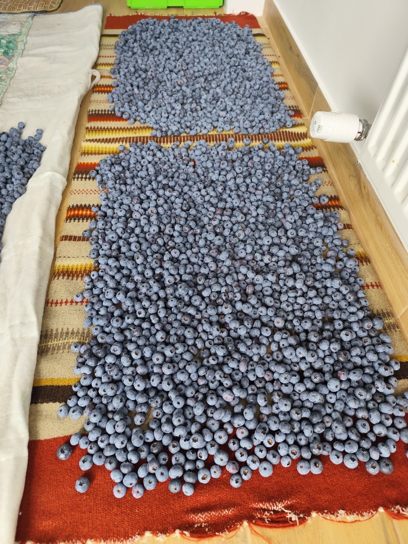 Hello, I have blueberries for sale from my own plantation