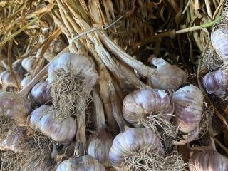 I'm selling larger quantities of garlic. Calibers range from