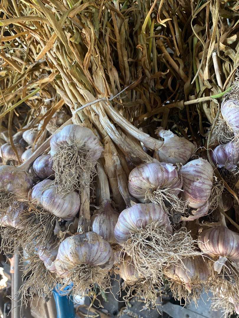 I'm selling larger quantities of garlic