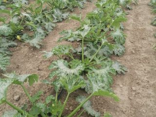 Hello, I'm selling green zucchini. Price: 2 PLN per