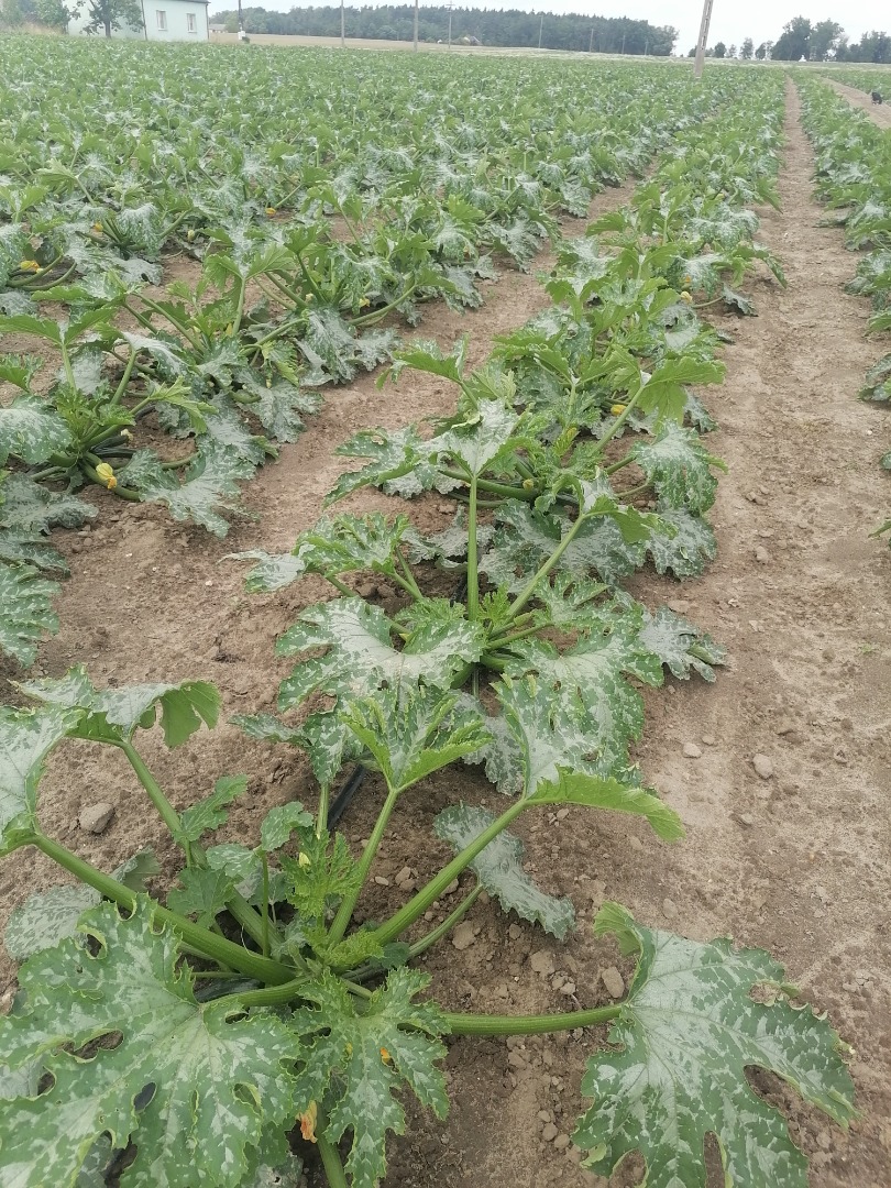 Hello, I'm selling green zucchini