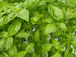 I will sell fresh basil in bulk 50-200 kg.