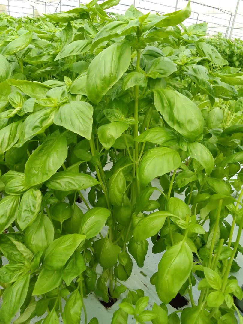 I will sell fresh basil in bulk 50-200 kg