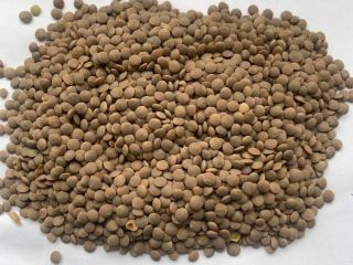 Lentils (picture), purity - 99%, high quality