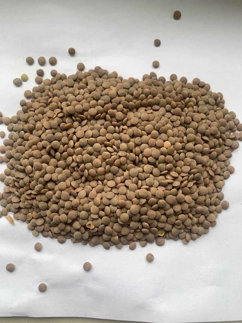 Lentils (picture), purity - 99%, high quality