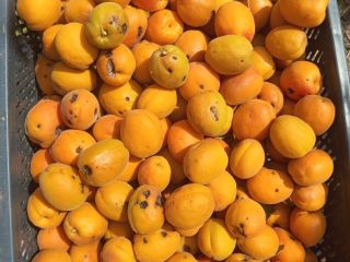 I will sell industrial apricots after hail