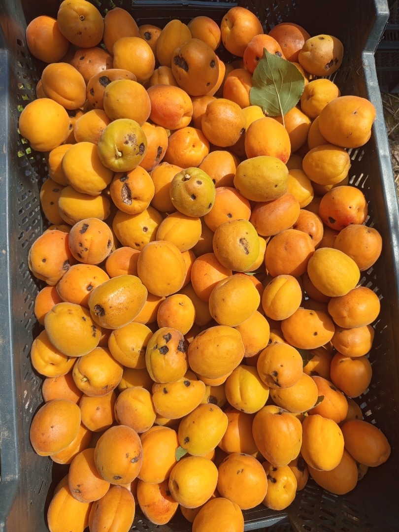 I will sell industrial apricots after hail