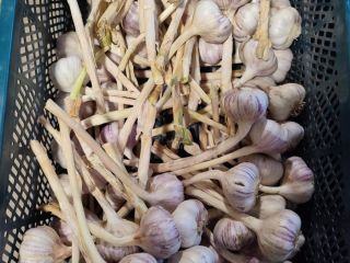 I'm selling Harnaś garlic in various sizes and preparation