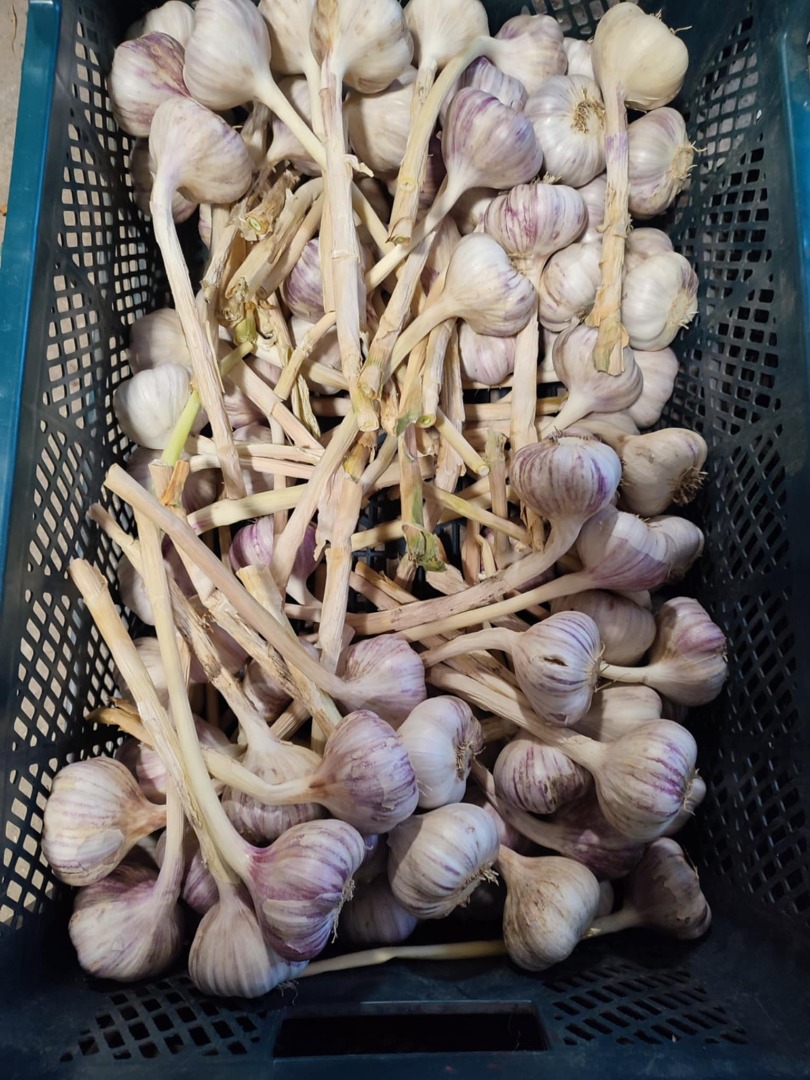 I'm selling Harnaś garlic in various sizes and preparation methods, depending on your needs