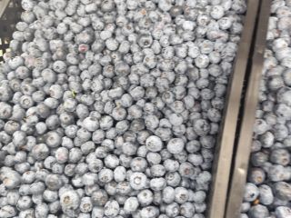 American blueberries for sale. 1-5 tons. Caliber 14+. DUKE