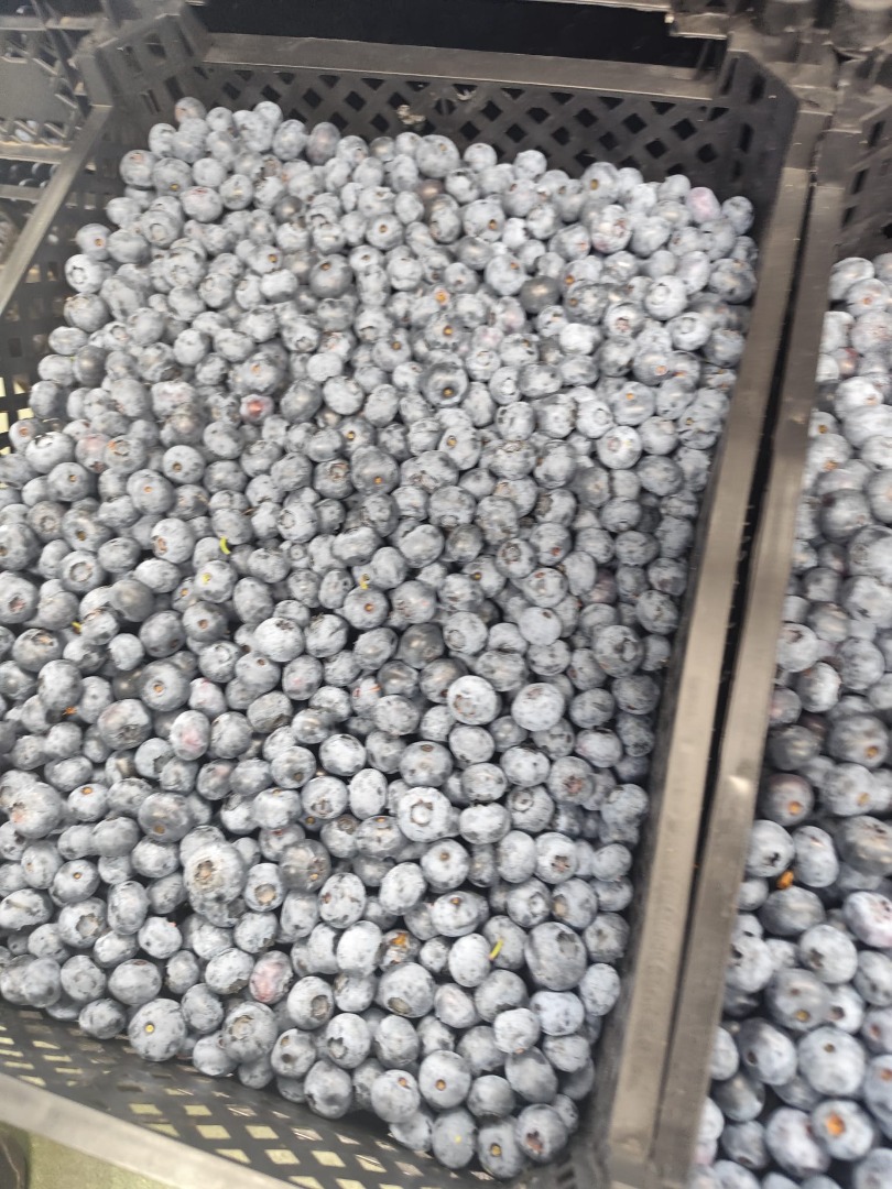American blueberries for sale