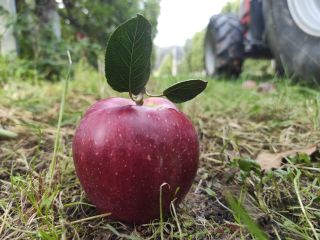 good quality organic aplles