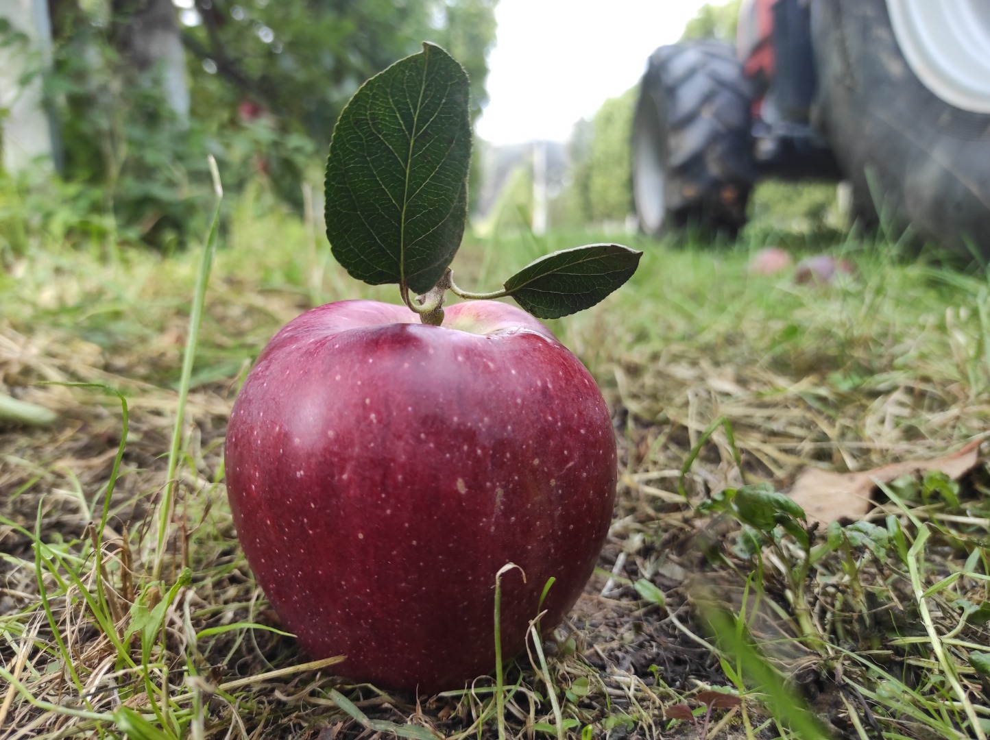 good quality organic aplles