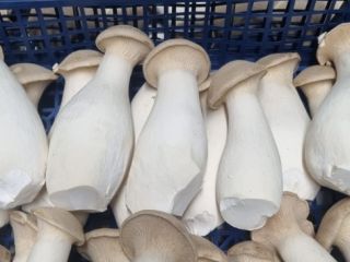 Fresh Eryngii (Oyster mushrooms) for sale. Various sizes. Please