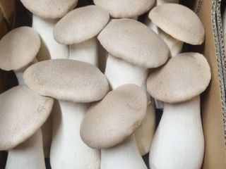 Fresh Eryngii (Oyster mushrooms) for sale. Various sizes. Please