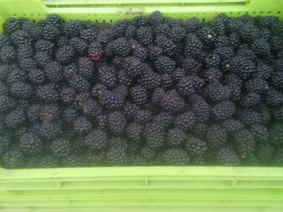 I am selling blackberries of the sweet variety Tri