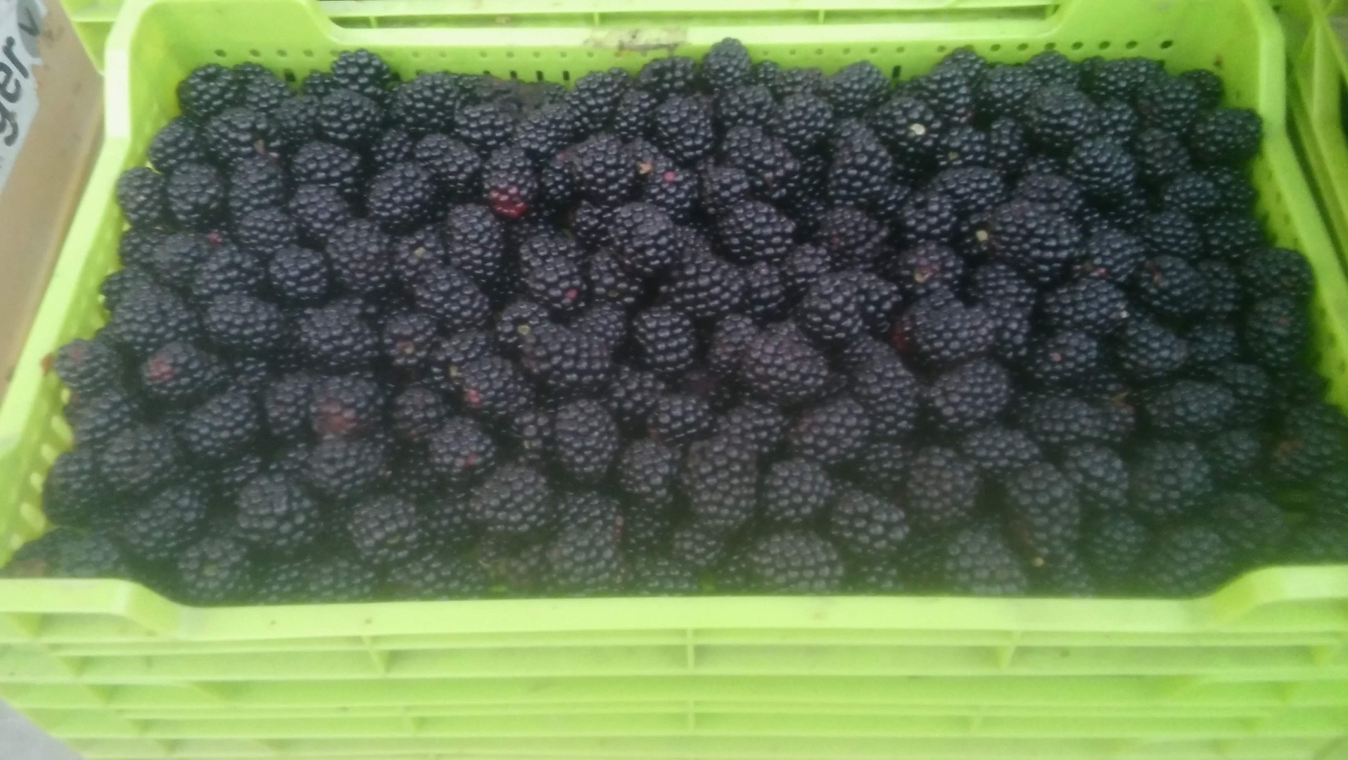 I am selling blackberries of the sweet variety Tri Krone and Loh Nes, super quality, fresh or frozen in boxes, price for fresh 2.5 euros and frozen 3 euros