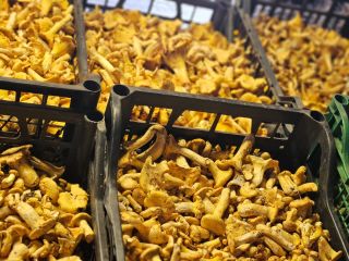 Fresh chanterelles available 500kg