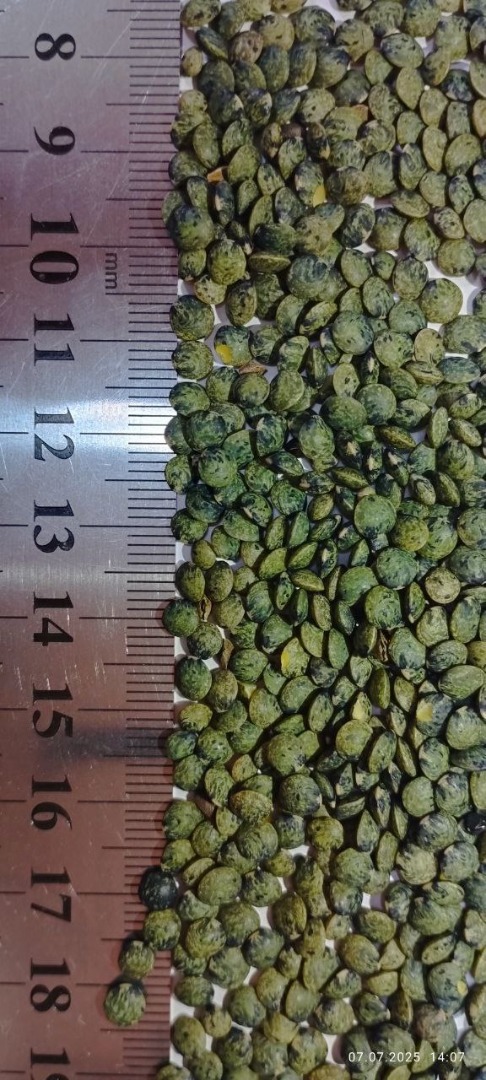 Tiraspol Bread Products Plant CJSC sells Puy marble lentils, its own production, a high-quality lentil variety distinguished by its characteristic color: the
