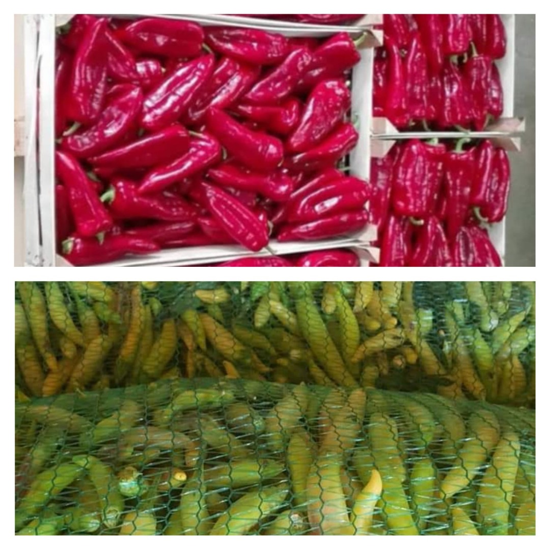On offer from August to October are red pepper kapia for industry and fresh consumption packed in boxes and crates