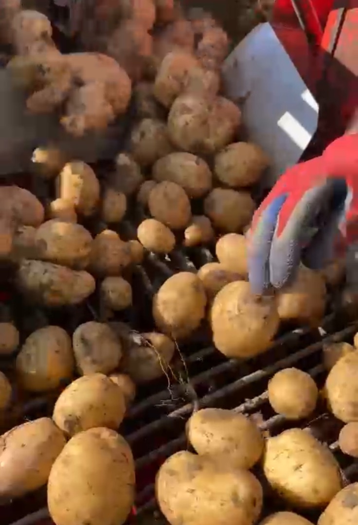 I sell consumer potatoes in large quantities over 100t per box pallet! The potatoes are sorted and can be put in big bags or box pallets!