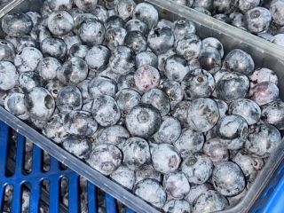 Quality blueberries.