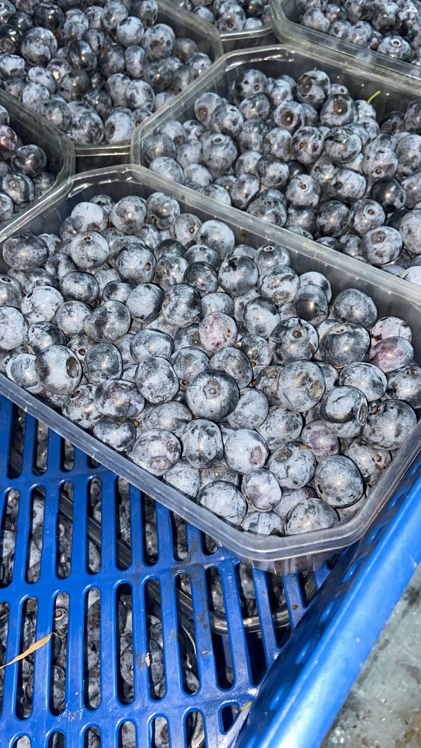 Quality blueberries