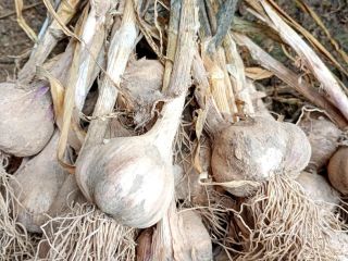 I will sell winter garlic harnaś, caliber 4 to