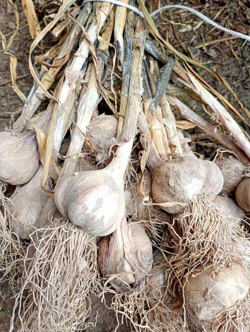 I will sell winter garlic harnaś, caliber 4 to 5+