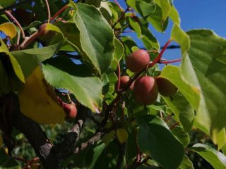 Category: Fruit → Kiwi → Fresh Fruit Kiwi Calibration: