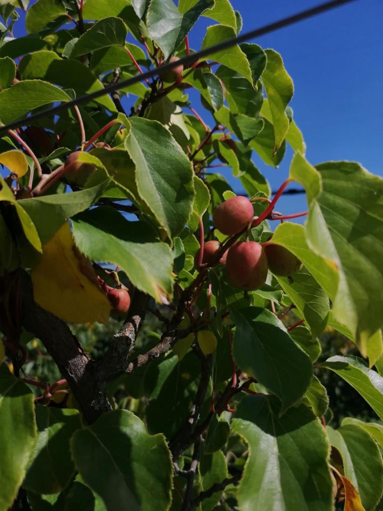 Category: Fruit → Kiwi → Fresh Fruit Kiwi Calibration: mixed (standard harvest size mini kiwi) Type of packaging: 4 kg cartons (standard), special packaging on