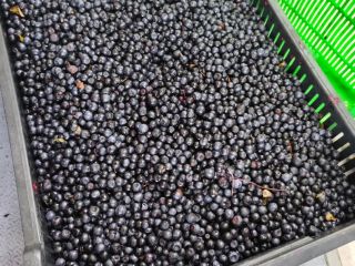Hello, I'm looking to buy 200-400 kg of wild