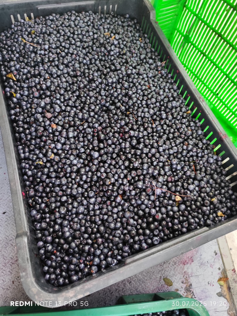 Hello, I'm looking to buy 200-400 kg of wild blueberries per day