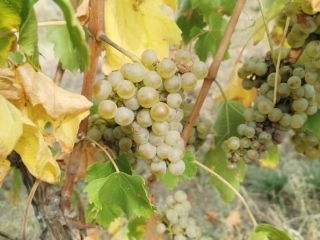 High-quality Hungarian grapes such as Leányka/Dziewczynka (white, Hungarian variety),