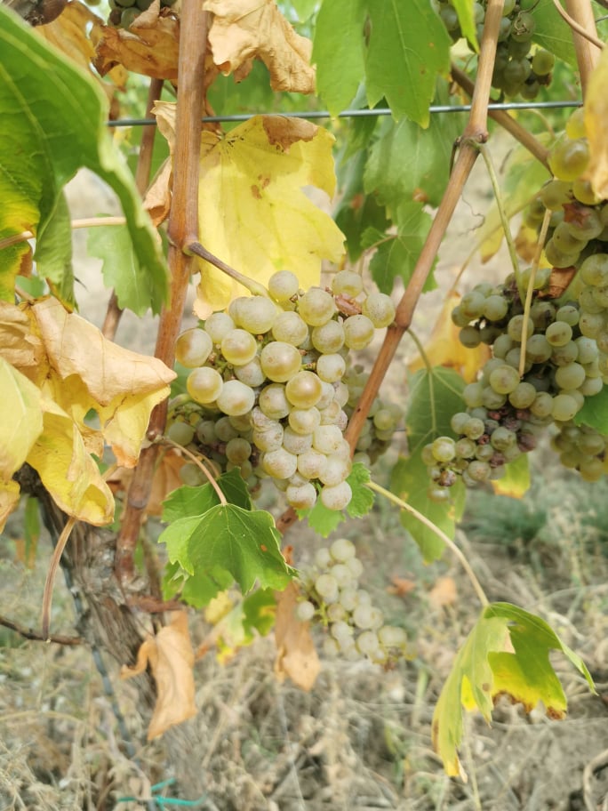 High-quality Hungarian grapes such as Leányka/Dziewczynka (white, Hungarian variety), Blauburger, Lemberger, Merlot, Pinot Noir, Pinot Gris, Cabernet