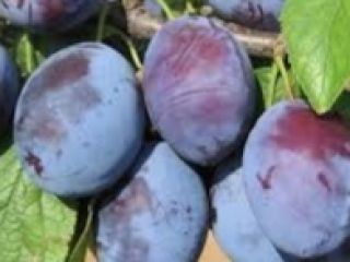 For saleCacanska Lepotica plum, from my own garden. In