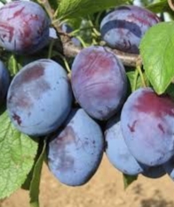 For saleCacanska Lepotica plum, from my own garden
