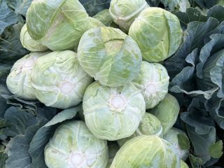1000kg cabbage for sale Crusoe F1