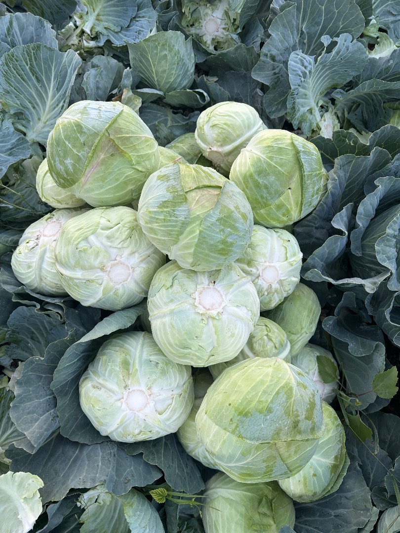 1000kg cabbage for sale Crusoe F1
