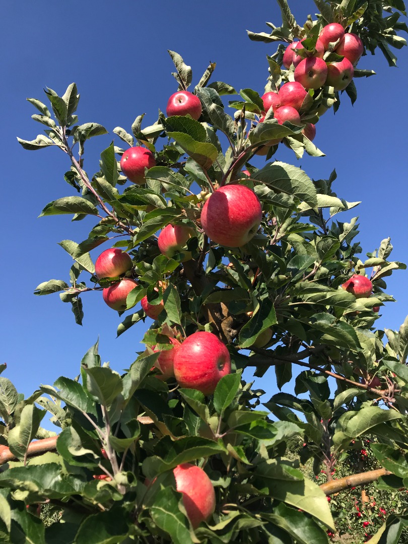 For sale apples variety Discovery