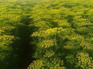 I'm selling beautiful dill, always fresh, cut to order.